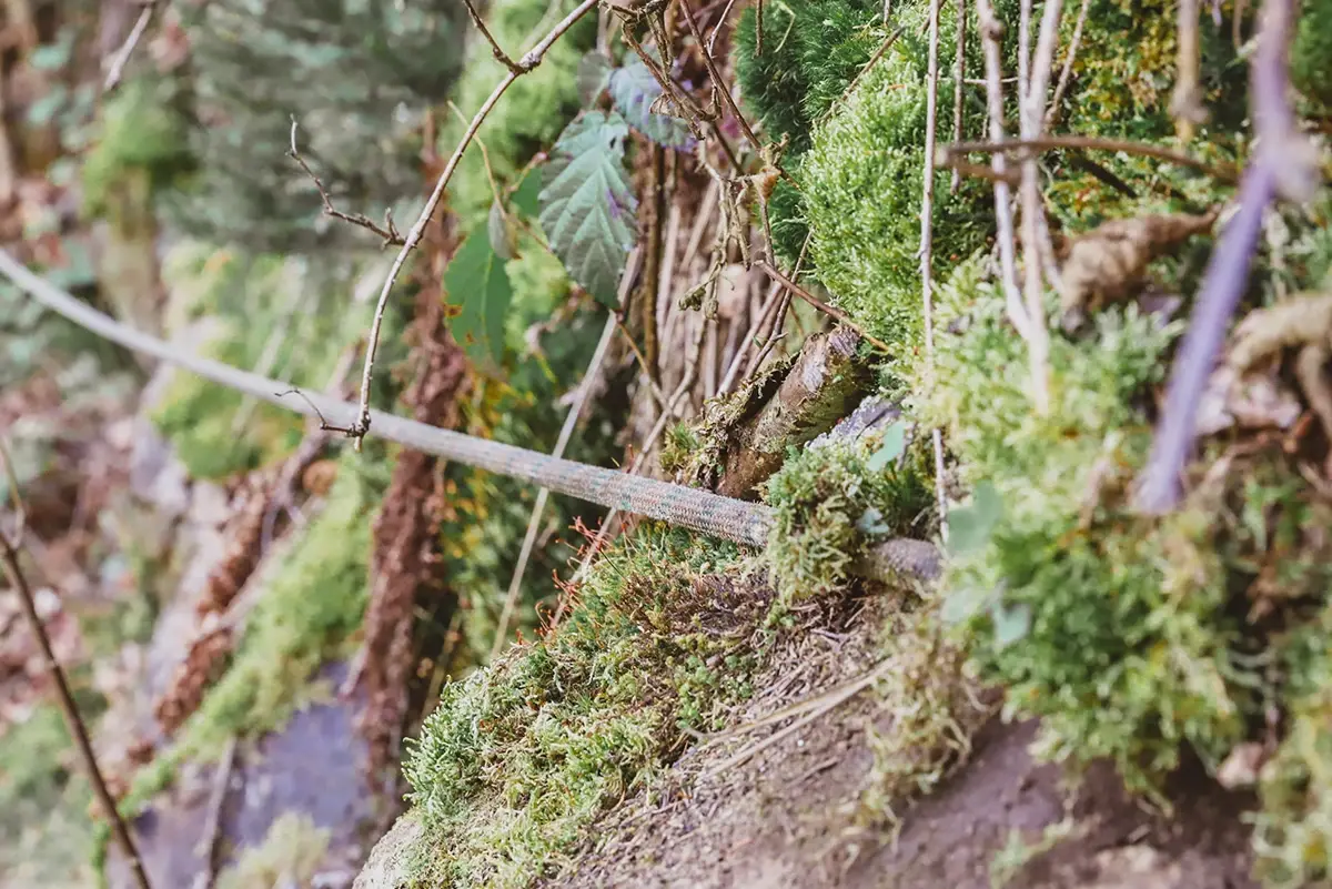 Ein Waldabschnitt mit Moos, kleinen Pflanzen und Erde ist abgebildet. Ein Baumast kreuzt im Vordergrund.
