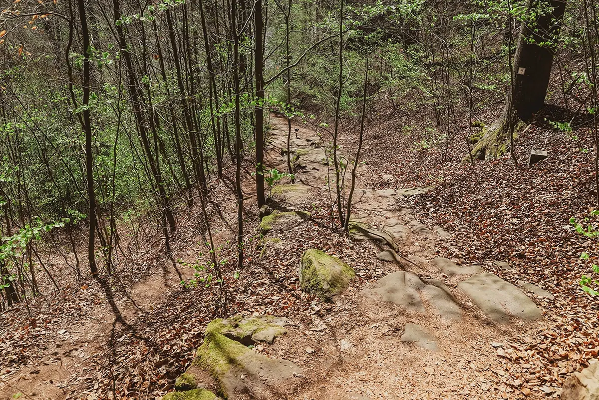 Ein Waldweg mit Steinen und Laub führt durch dichtes Gehölz.