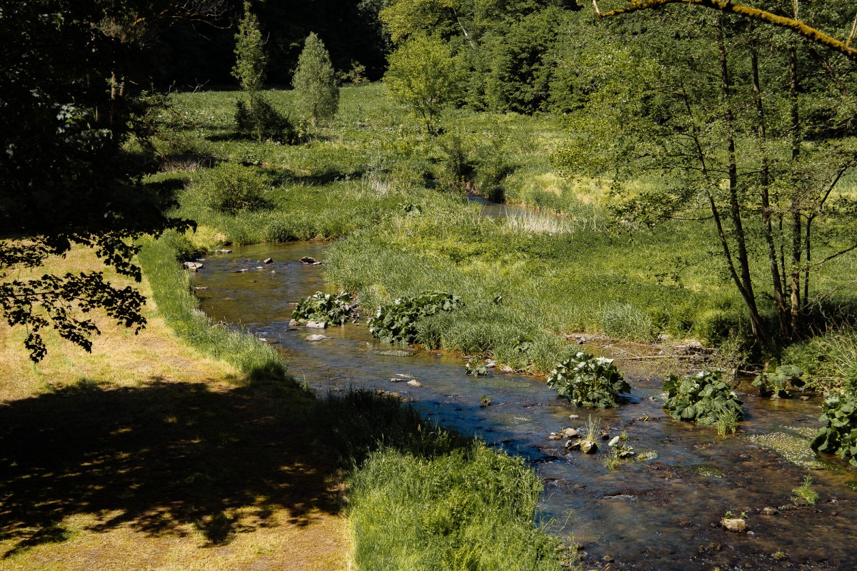Sicht über einen Bachlauf, im Umfeld Bäume und Sträucher, links ein gemähtes Stück Wiese.