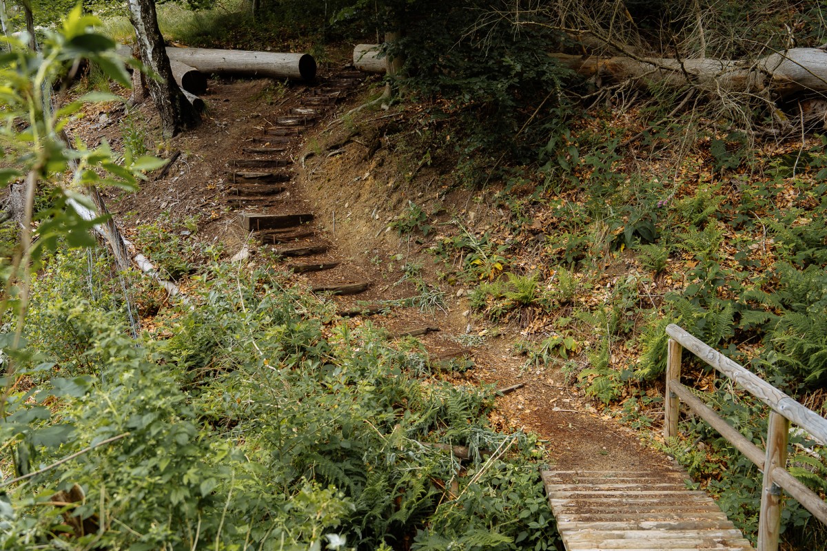 Ein Wanderpfad im Wald mit viel Grün. Im Vordergrund eine alte Holzbrücke.